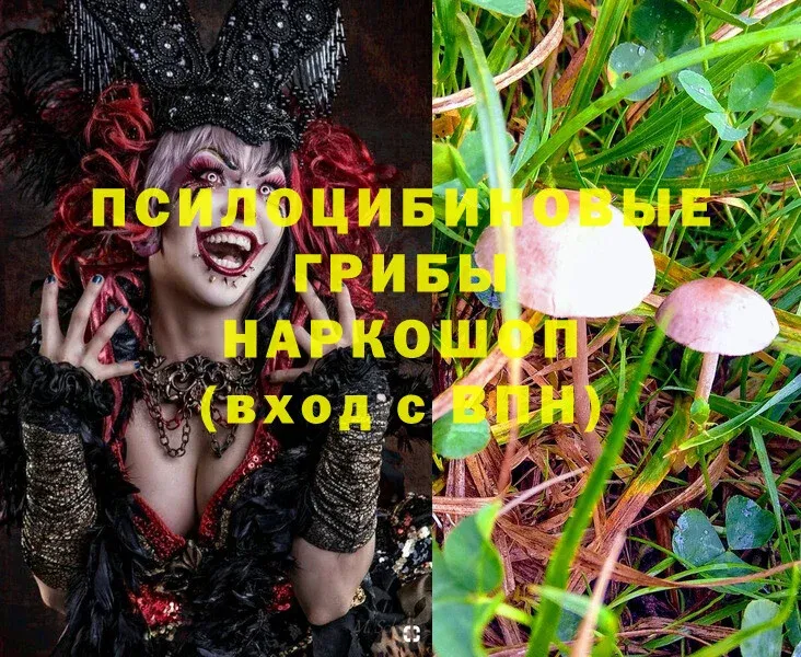 Псилоцибиновые грибы MAGIC MUSHROOMS  Ковдор 